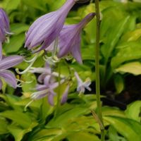 Hosta  'Lemon Lime'